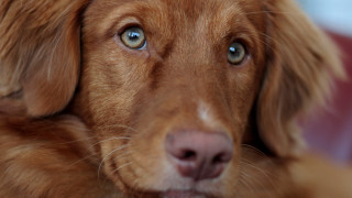 Sad dog blue eyes closeup - a close up of a dog free wallpaper