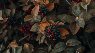 Bush berries leaves butterflies beetle - growing free wallpaper