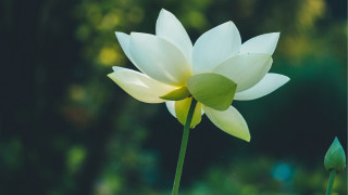 White flower green stem bloom - bloom free wallpaper