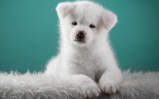 White puppy fluffy blanket sad - elke vogelsang free wallpaper