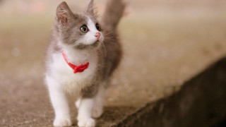 Small kitten red collar bow - a carpet free wallpaper