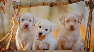 Three puppies swing woods sticks - three puppy free wallpaper