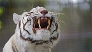 White tiger open mouth sharp - tooth wide open free wallpaper