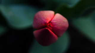 Pink flower green leaves red - a red center free wallpaper