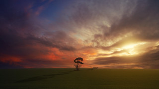 Lone tree sunset clouds beach - a lone tree in a field free wallpaper