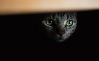 Black cat green eyes looking - a wooden table free wallpaper