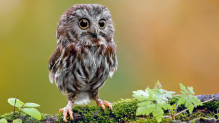 Small owl mossy branch leaves - a small owl free wallpaper