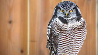 Bird fence closeup naturalism animal - a close up of a bird free wallpaper