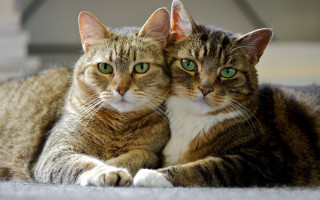 Black cat symmetrical illusion green - free cats wallpaper