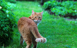 Cat grass bush glamor focus - the camera mans eye free wallpaper