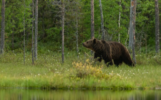 Bear forest lake whiteflowers wildlife - a forest next free wallpaper