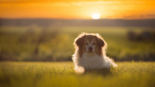 Dog field sunset sun blurry - a dog free wallpaper for desktop