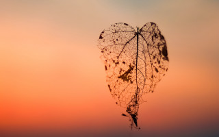 Heart plant stem sunset silhouette - delicate free wallpaper
