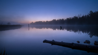 Lake log foggy dawn trees - a foggy sky above free wallpaper