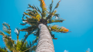 Palm tree blue sky clouds 7 - a palm tree free wallpaper