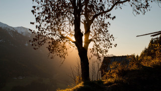 Tree sunshine mountains house autumn - the branch free wallpaper