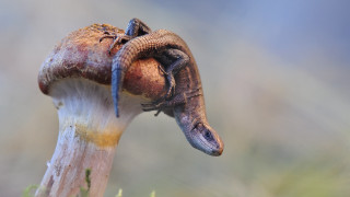 Lizard mushroom macro surrealism award - a blurry background of grass and dirt free wallpaper