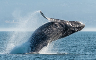 Whale jumping out of water - a whale free wallpaper