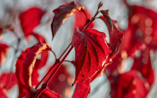 Red plant leaves sunlight blurry - the sun light free wallpaper