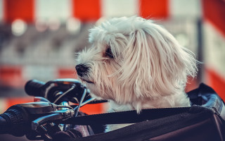 White dog motorcycle harness maximalism - a small white dog free wallpaper