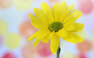 Yellow flower blurry background macro 3 - a green center free wallpaper