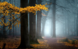 Forest path yellow leaves fog - a path in a forest free wallpaper