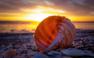 Shell beach sunset ocean cinematic - a shell free wallpaper