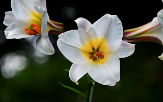 White flowers yellow centers green - two white flower free wallpaper