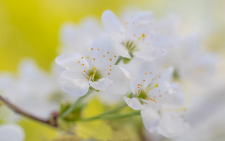 White flower macro bokeh blurry - anne rigney free wallpaper