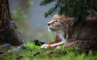 Small brown white cat grass - a pine tree free wallpaper