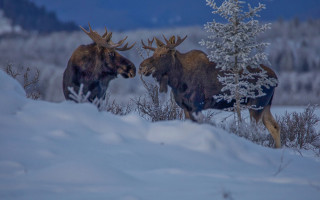 Moose snow field trees blue - field free wallpaper