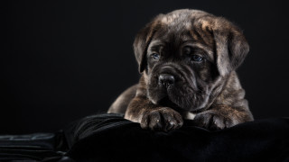 Puppy sad black blanket portrait - a puppy free wallpaper