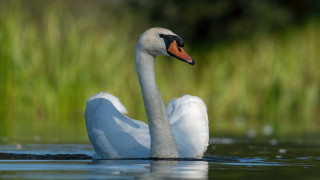 Swan swimming side neck nature - a swan free wallpaper