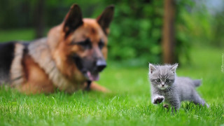 Cat dog grass bokeh blurry - a cat and a dog free wallpaper