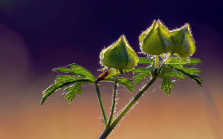 Plant water droplets leaves purple - arie smit free wallpaper