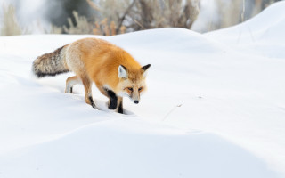 Fox snow winter wildlife primitivism - in the wintertime time free wallpaper