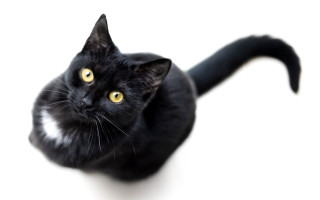 Black cat yellow eyes vanitas 4 - a black cat free wallpaper