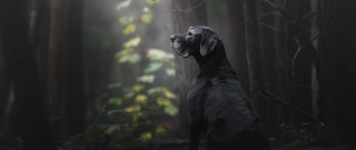 Dog forest fog photorealistic art - the air above free wallpaper for desktop