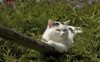 Cat wooden rail bush green - moss free wallpaper for desktop