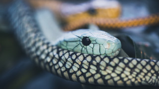 Snake parkingmeter blurrybackground macro photorealistic - a blurry background of a building free wallpaper