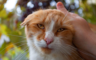 Cat in hand carlos orange - a hand free wallpaper