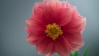 Pink flower green stem macro 3 - f1.4 free wallpaper