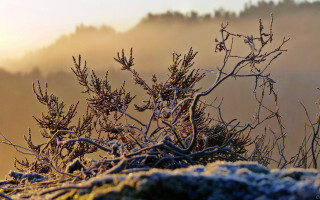 Bird perched snowy branch foggy - a tree branch in the snow free wallpaper