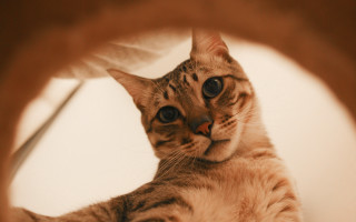 Cat mirror wide eyed paw - a mirror free wallpaper
