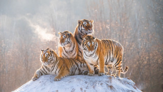 Three tigers snow covered hill - top of a snow free wallpaper