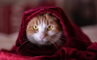 Cat surprised red blanket yellow - a red blanket free wallpaper