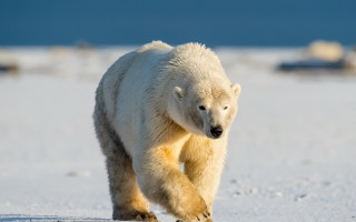 Polar bear snow field rocks - a few rock free wallpaper for desktop