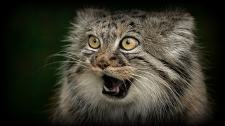 Cat open mouth furry animal - mouth wide open free wallpaper