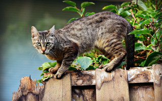 Cat fence bush water green - a wooden fence next free wallpaper