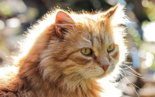 Cat longhair greeneyes lookingaway blurrybackground - a long hair free wallpaper